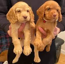 Buy Vaccinated  Cocker Spaniel  Puppy from Ahmedabad